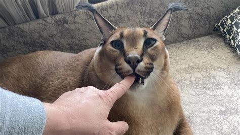 Big Floppa Hissing and Kneading : Caracal .
